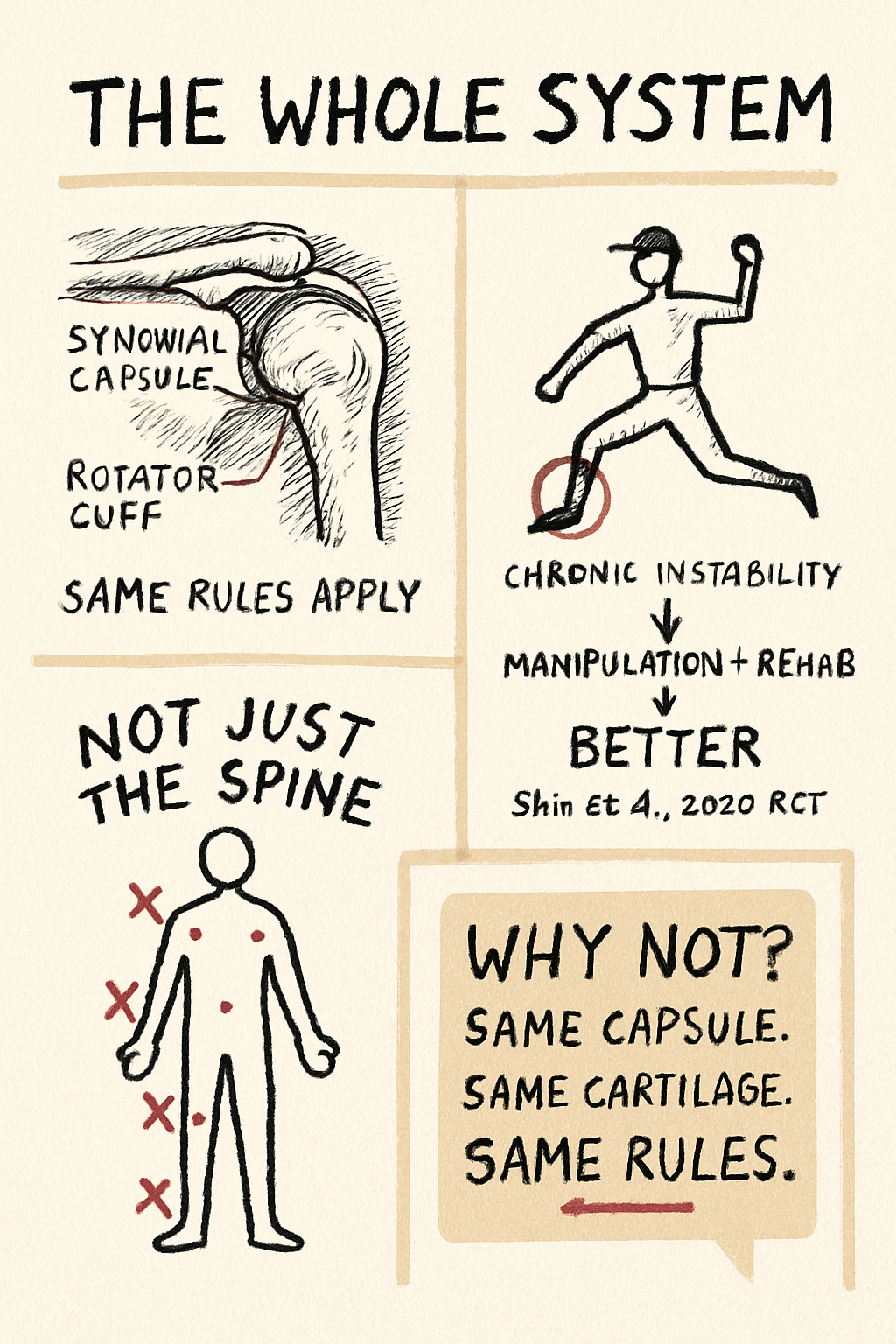 Four-panel ink sketchnote showing shoulder anatomy, baseball player ankle diagram, and body joint map.